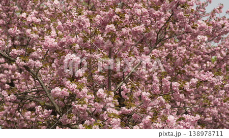 Hanam Misa Regatta Park double cherry blossoms Hanam Misa Regatta Park double cherry blossoms 138978711