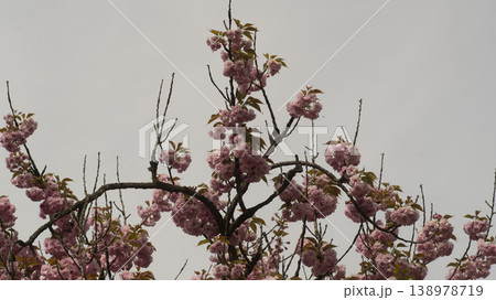 Hanam Misa Regatta Park double cherry blossoms 138978719