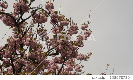 Hanam Misa Regatta Park double cherry blossoms 138978720
