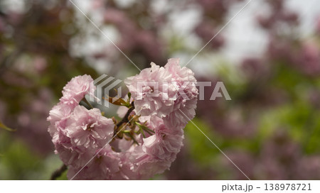 Hanam Misa Regatta Park double cherry blossoms Hanam Misa Regatta Park double cherry blossoms 138978721