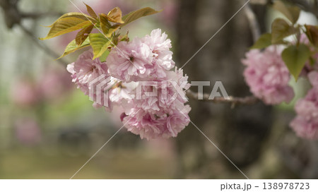 Hanam Misa Regatta Park double cherry blossoms Hanam Misa Regatta Park double cherry blossoms 138978723
