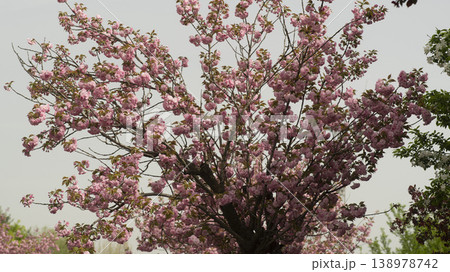 Hanam Misa Regatta Park double cherry blossoms Hanam Misa Regatta Park double cherry blossoms 138978742