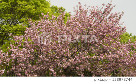 Hanam Misa Regatta Park double cherry blossoms 138978744