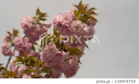 Hanam Misa Regatta Park double cherry blossoms 138978759