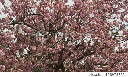 Hanam Misa Regatta Park double cherry blossoms Hanam Misa Regatta Park double cherry blossoms 138978782