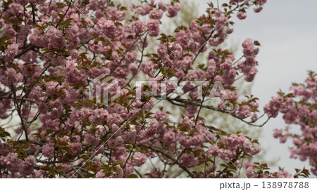 Hanam Misa Regatta Park double cherry blossoms Hanam Misa Regatta Park double cherry blossoms 138978788