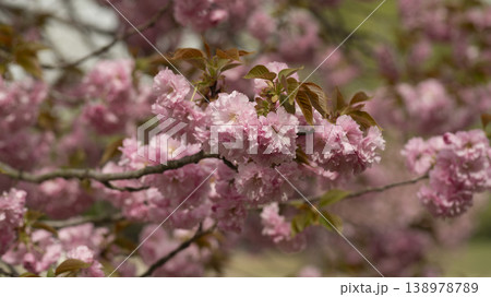 Hanam Misa Regatta Park double cherry blossoms Hanam Misa Regatta Park double cherry blossoms 138978789