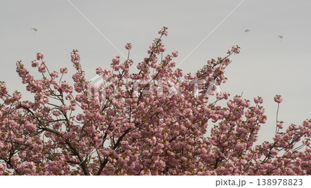 Hanam Misa Regatta Park double cherry blossoms Hanam Misa Regatta Park double cherry blossoms 138978823