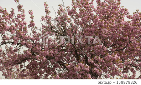 Hanam Misa Regatta Park double cherry blossoms Hanam Misa Regatta Park double cherry blossoms 138978826