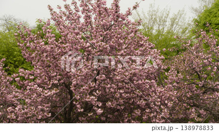 Hanam Misa Regatta Park double cherry blossoms 138978833