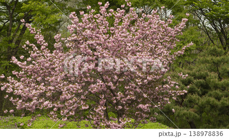 Hanam Misa Regatta Park double cherry blossoms Hanam Misa Regatta Park double cherry blossoms 138978836