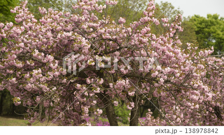 Hanam Misa Regatta Park double cherry blossoms 138978842