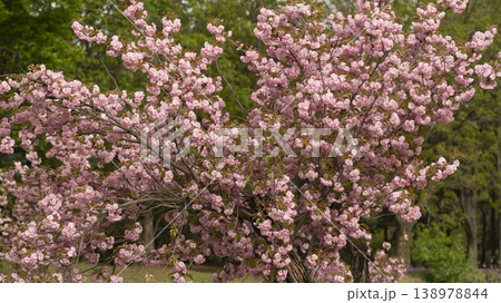 Hanam Misa Regatta Park double cherry blossoms 138978844