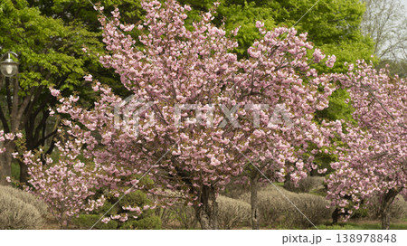 Hanam Misa Regatta Park double cherry blossoms Hanam Misa Regatta Park double cherry blossoms 138978848