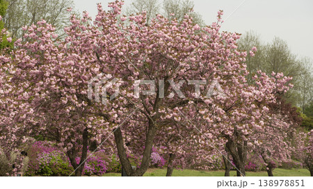 Hanam Misa Regatta Park double cherry blossoms 138978851