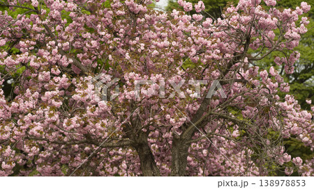 Hanam Misa Regatta Park double cherry blossoms Hanam Misa Regatta Park double cherry blossoms 138978853