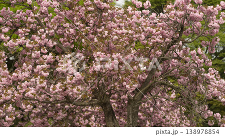 Hanam Misa Regatta Park double cherry blossoms 138978854