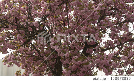 Hanam Misa Regatta Park double cherry blossoms Hanam Misa Regatta Park double cherry blossoms 138978859