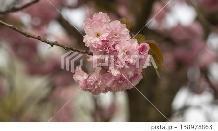Hanam Misa Regatta Park double cherry blossoms 138978863