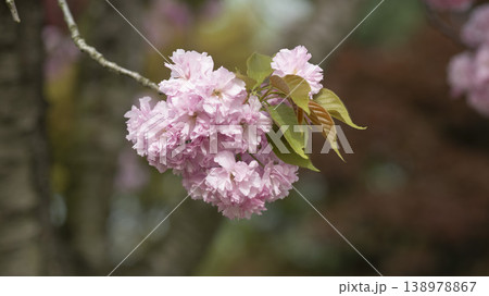 Hanam Misa Regatta Park double cherry blossoms Hanam Misa Regatta Park double cherry blossoms 138978867