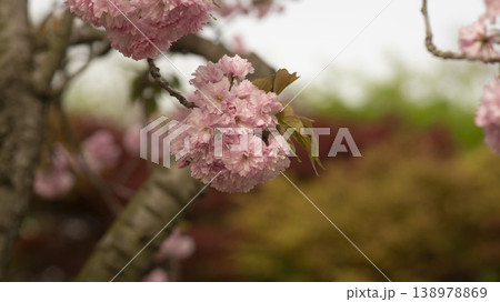 Hanam Misa Regatta Park double cherry blossoms 138978869
