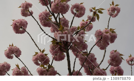 Hanam Misa Regatta Park double cherry blossoms Hanam Misa Regatta Park double cherry blossoms 138978870