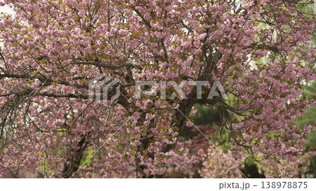 Hanam Misa Regatta Park double cherry blossoms 138978875