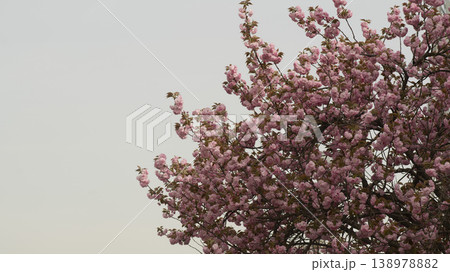Hanam Misa Regatta Park double cherry blossoms Hanam Misa Regatta Park double cherry blossoms 138978882