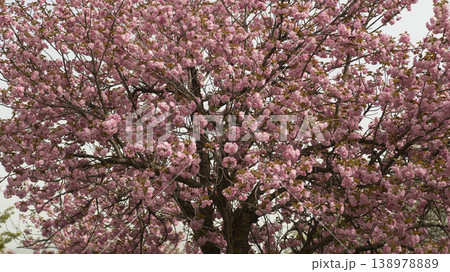 Hanam Misa Regatta Park double cherry blossoms 138978889