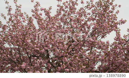 Hanam Misa Regatta Park double cherry blossoms Hanam Misa Regatta Park double cherry blossoms 138978890