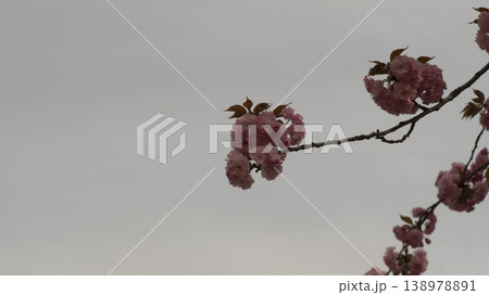 Hanam Misa Regatta Park double cherry blossoms Hanam Misa Regatta Park double cherry blossoms 138978891