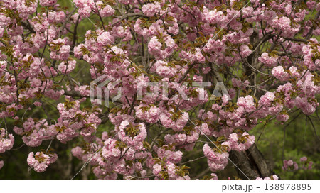 Hanam Misa Regatta Park double cherry blossoms 138978895