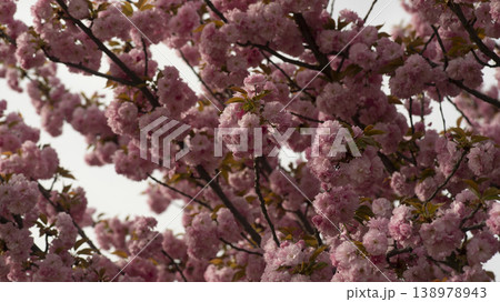 Hanam Misa Regatta Park double cherry blossoms Hanam Misa Regatta Park double cherry blossoms 138978943