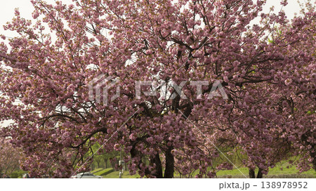 Hanam Misa Regatta Park double cherry blossoms 138978952