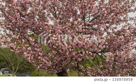 Hanam Misa Regatta Park double cherry blossoms 138978959