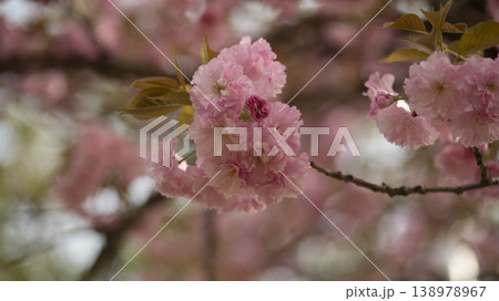 Hanam Misa Regatta Park double cherry blossoms 138978967