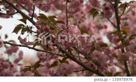 Hanam Misa Regatta Park double cherry blossoms Hanam Misa Regatta Park double cherry blossoms 138978976