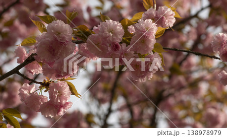 Hanam Misa Regatta Park double cherry blossoms 138978979