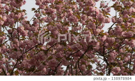 Hanam Misa Regatta Park double cherry blossoms Hanam Misa Regatta Park double cherry blossoms 138978984