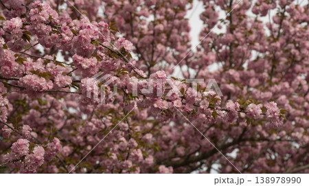Hanam Misa Regatta Park double cherry blossoms Hanam Misa Regatta Park double cherry blossoms 138978990