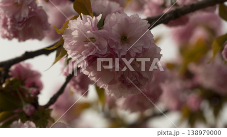 Hanam Misa Regatta Park double cherry blossoms 138979000