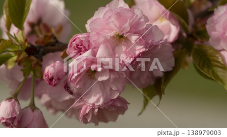 Hanam Misa Regatta Park double cherry blossoms Hanam Misa Regatta Park double cherry blossoms 138979003