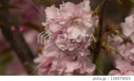 Hanam Misa Regatta Park double cherry blossoms 138979005