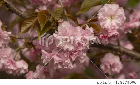 Hanam Misa Regatta Park double cherry blossoms 138979006