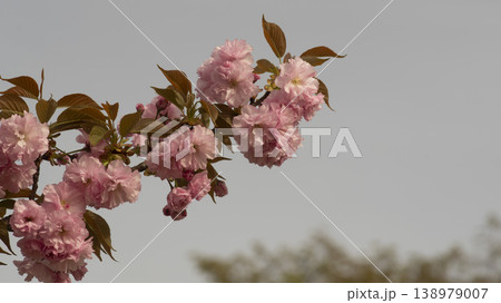 Hanam Misa Regatta Park double cherry blossoms 138979007