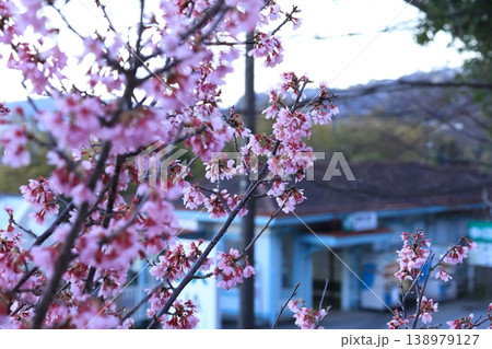 小田原市の根府川駅とおかめ桜と海のある風景 小田原市の根府川駅とおかめ桜と海のある風景 138979127