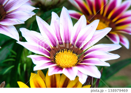 太陽の陽をあびたガザニアの花 太陽の陽をあびたガザニアの花 138979469