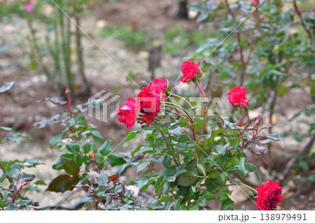 赤い薔薇 赤い薔薇 138979491