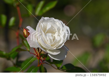白い薔薇 白い薔薇 138979492