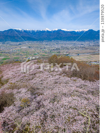 【ドローン撮影】光城山の桜と北アルプスと安曇野の街並み【長野県】 【ドローン撮影】光城山の桜と北アルプスと安曇野の街並み【長野県】 138979520